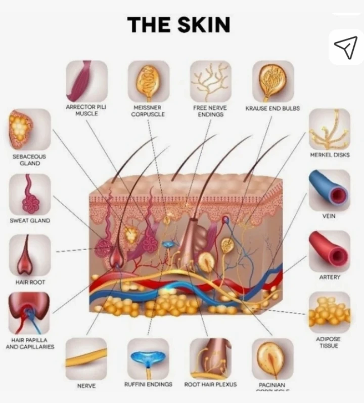 Dermatologist